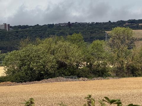 Wheat field below a wooded ridge